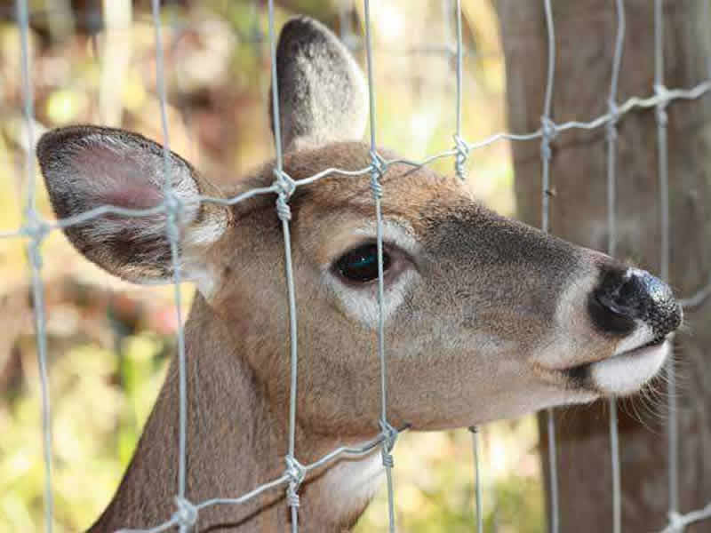 Deer Fence