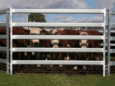 Cattle Yard Fence Panel